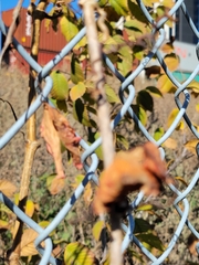 Parthenocissus quinquefolia