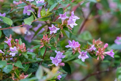 Abelia