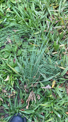 Allium vineale