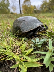 Emydoidea blandingii