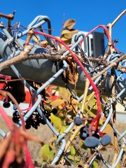 Parthenocissus quinquefolia