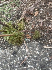 Rose rosette emaravirus