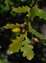 Quercus pauciradiata