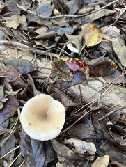 Lactarius griseus
