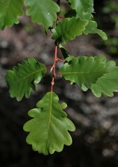 Quercus pauciradiata