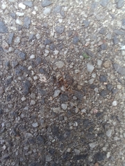 Formica cinerea