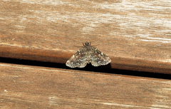 Idia scobialis