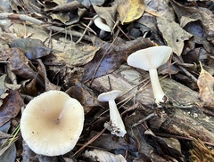 Lactarius griseus