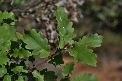 Quercus pauciradiata