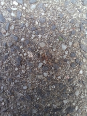 Formica cinerea