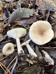 Lactarius griseus