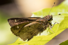 Psoralis stacara