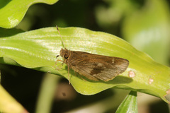 Cymaenes odilia