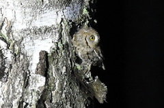 Otus scops