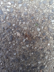 Formica cinerea