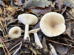 Lactarius griseus