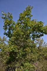 Quercus pauciradiata
