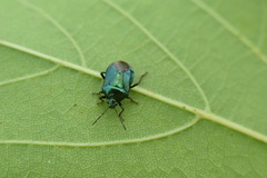 Zicrona caerulea