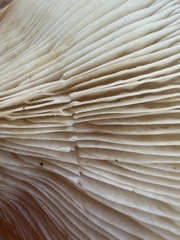 Lactarius griseus