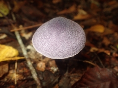Cortinarius violaceus
