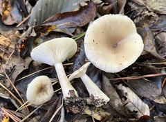 Lactarius griseus