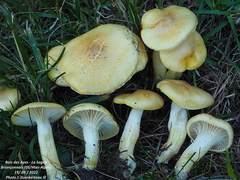 Hygrophorus lucorum