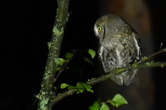 Otus scops