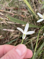 Clematis clitorioides