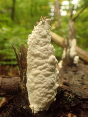 Neoantrodia serialis