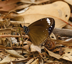 Euploea tulliolus
