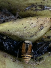 Brachygastra mellifica