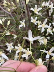 Clematis clitorioides
