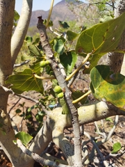 Ficus abutilifolia