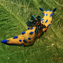 Tambja verconis