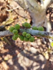 Ficus abutilifolia