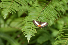 Cyrestis acilia