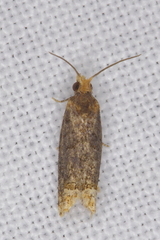 Eucosma ochroterminana