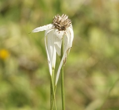 Rhynchospora latifolia