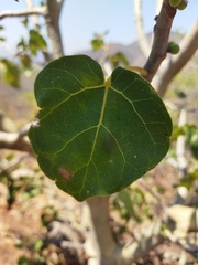 Ficus abutilifolia