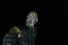 Otus scops