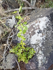 Brachylaena rotundata