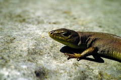 Lacerta pamphylica