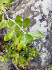 Brachylaena rotundata