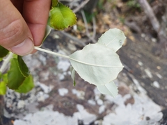 Brachylaena rotundata