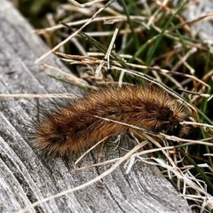 Phragmatobia fuliginosa