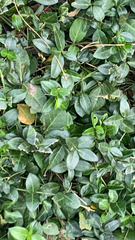 Trachelospermum asiaticum