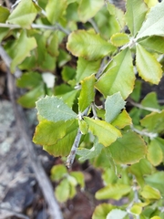 Brachylaena rotundata