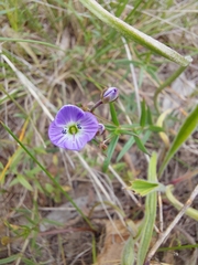 Veronica gracilis