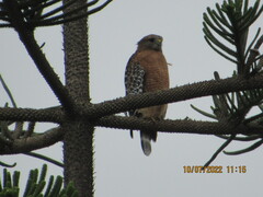 Buteo lineatus elegans
