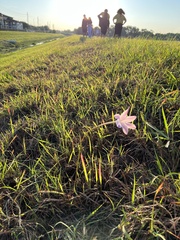 Zephyranthes chlorosolen